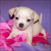 cute and adorable chihuahua puppies for adoption 