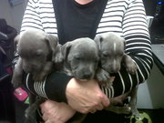 7 blue staffy pupies for sale
