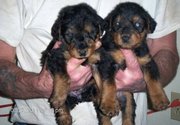 Cute and lovely Airedale Terrier Puppies For Sale.