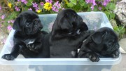STUNNING  BLACK PUG PUPPIES FOR SALE