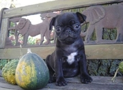 Pure Breed Pedigree Fawn/Black Pug Puppies Available