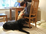 Conscientious and experienced pet and house-sitters