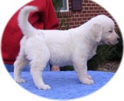 Top Quality Golden Retriever Puppies For Sale