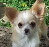 ANGELIC CHIHUAHUA PUPPIES ON SALE