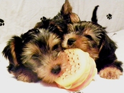 PEDIGREE YORKSHIRE TERRIER PUPPIES FOR SALE £350 ONO