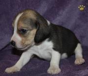 VERY CUTE Beagle puppies for sale