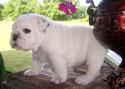 white English bulldog puppies for sale