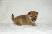 great temperaments  hiba Inu Puppies For Sale