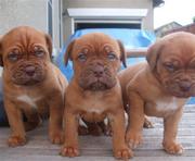 Dogue de bordeax puppies,  for sale