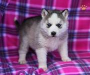 Cute Siberian Husky Puppies for Sale