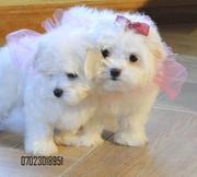 Teacup Maltese puppies for sale