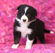 Collie Puppies for sale