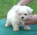 beautiful looking Maltese puppies available on sale right now.