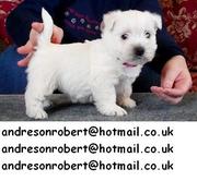 Stunning---KC Reg /Pedgree Papers West Highland White Terrier Puppies