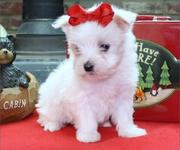 Outstanding male and female blue eyes Maltese Puppies now Available,  