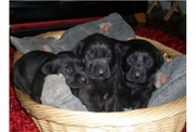 Black Labrador pedigree puppies KC registered - Leven