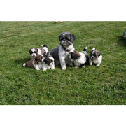 4 Adorable Shih Tzu Puppies