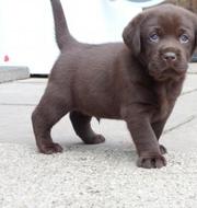 Labrador  retriever puppies for adoption