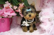 STUNNING & SMALL MALE YORKIE PUPPS AVAILABLE