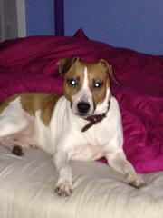 stud ready to breedhe is a short haired jack russell called taz