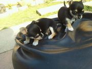 Male and Female T Cup Chihuahua Puppies Available