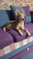 German Shepherd puppy for Rehoming now - magnificent smart loving