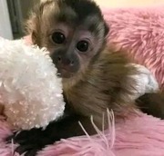  WILLIAMS CAPUCHIN BABY MONKEY For SALE