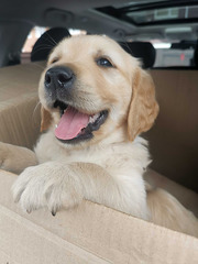 Golden retriever puppies ready