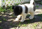 Well Socialized Akita Puppies for sale