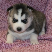 Well Trained Siberian Husky Puppies For Good Homes