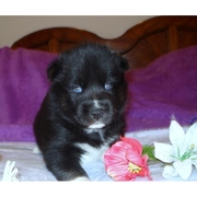 black pupp for home adoption