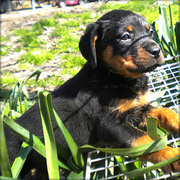 Amazing Rottweiler puppy for adoption.