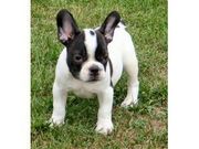 French Bulldog Puppies for sale