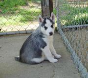 Black And White Siberian Husky Puppies For Sale!!!