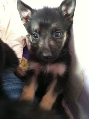 German Shepherd Puppies