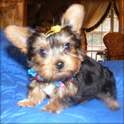 Cute Yorkshire Terrier Puppy For New Family