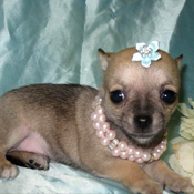 cute tea cup yorkie and chihuahua puppy for free adoption