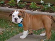 ADORABLE BULLDOG FOR SALE