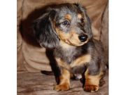 adorable and potty train   daschund puppies for rehoming