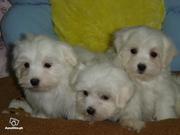 Maltese puppies