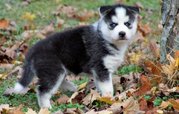 Cute And Well Trained Siberian Husky Puppies