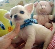 Pure Breed Chihuahua Puppies For Sale