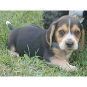 sweet beagle puppy for a good home