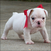 Bulldog puppy