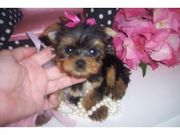 Teacup Yorkshire Terrier Puppies Available and ready for Adoption