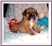 A Very nice Female Old English Bulldog puppy for you