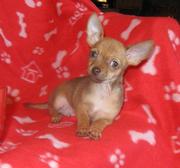 Best Lovely and most charming Chihuahua puppies for sale