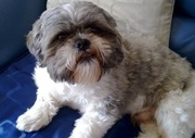 Male Shih Tzu For Stud Only 