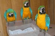 lovely macaw parrots for free adoption .contact 07031808604
