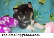 FLAMBOYANT SHIBA INU PUPPIES READ FOR YOU WELL BEHAVE PUPPIES.